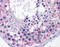 Tight Junction Protein 1 antibody, ARP36636_P050, Aviva Systems Biology, Immunohistochemistry paraffin image 