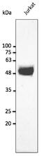 CD2 Molecule antibody, AB240241-100, Origene, Western Blot image 