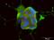 SEMA7A antibody, ab23578, Abcam, Immunocytochemistry image 