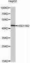 Hydroxysteroid 11-Beta Dehydrogenase 2 antibody, STJ110380, St John