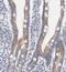 Arylacetamide Deacetylase antibody, NBP1-85680, Novus Biologicals, Immunohistochemistry frozen image 
