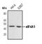 Eukaryotic Translation Initiation Factor 4A1 antibody, PA5-17313, Invitrogen Antibodies, Western Blot image 