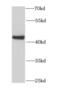 Glutamic-Oxaloacetic Transaminase 2 antibody, FNab03569, FineTest, Western Blot image 