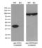 Electron transfer flavoprotein subunit alpha, mitochondrial antibody, LS-C791616, Lifespan Biosciences, Western Blot image 