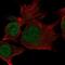 C15orf65 antibody, PA5-64314, Invitrogen Antibodies, Immunofluorescence image 
