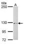 Phosphorylase b kinase regulatory subunit alpha, liver isoform antibody, GTX108342, GeneTex, Western Blot image 