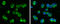 Dedicator of cytokinesis protein 2 antibody, GTX130734, GeneTex, Immunofluorescence image 
