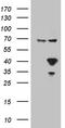 APOL1 antibody, TA812042, Origene, Western Blot image 