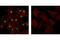 Histone H3 antibody, 9727S, Cell Signaling Technology, Immunofluorescence image 