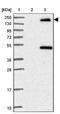 Stromal Antigen 3 antibody, NBP2-47258, Novus Biologicals, Western Blot image 