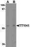 Protein tweety homolog 1 antibody, orb75803, Biorbyt, Western Blot image 