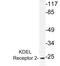 KDEL Endoplasmic Reticulum Protein Retention Receptor 2 antibody, LS-B10979, Lifespan Biosciences, Western Blot image 