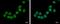 Zinc Finger Protein 45 antibody, PA5-27906, Invitrogen Antibodies, Immunofluorescence image 