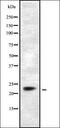 Dual Specificity Phosphatase 14 antibody, orb337563, Biorbyt, Western Blot image 