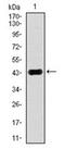 Mitogen-Activated Protein Kinase 8 antibody, AM06773PU-N, Origene, Western Blot image 