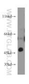 Heparan Sulfate-Glucosamine 3-Sulfotransferase 1 antibody, 14358-1-AP, Proteintech Group, Western Blot image 