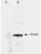 Left-Right Determination Factor 2 antibody, orb344409, Biorbyt, Western Blot image 