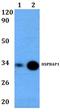 HSPB1 Associated Protein 1 antibody, A13002, Boster Biological Technology, Western Blot image 
