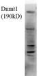 DNA Methyltransferase 1 antibody, TA326440, Origene, Western Blot image 