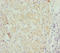 Syntaxin-binding protein 2 antibody, LS-C676559, Lifespan Biosciences, Immunohistochemistry paraffin image 