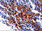 GDP Dissociation Inhibitor 1 antibody, CSB-PA838764, Cusabio, Immunohistochemistry frozen image 