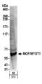 hMOF antibody, A300-992A, Bethyl Labs, Western Blot image 