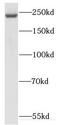 Kinesin-like protein KIF26B antibody, FNab04559, FineTest, Western Blot image 