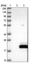 Calmodulin-like protein 5 antibody, PA5-59268, Invitrogen Antibodies, Western Blot image 