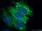 Mitochondrial Ribosomal Protein L46 antibody, 16611-1-AP, Proteintech Group, Immunofluorescence image 
