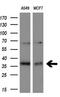 Integral Membrane Protein 2B antibody, M03157, Boster Biological Technology, Western Blot image 