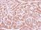 Fanconi anemia group E protein antibody, NBP2-16428, Novus Biologicals, Immunohistochemistry frozen image 