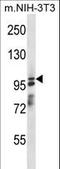 Arf-GAP with SH3 domain, ANK repeat and PH domain-containing protein 1 antibody, LS-C156528, Lifespan Biosciences, Western Blot image 