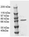 EWS RNA Binding Protein 1 antibody, TA354540, Origene, Western Blot image 