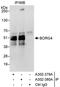CDC42 Effector Protein 4 antibody, A302-379A, Bethyl Labs, Immunoprecipitation image 