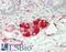 Synemin antibody, LS-B13206, Lifespan Biosciences, Immunohistochemistry paraffin image 