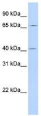 Coiled-Coil Domain Containing 138 antibody, TA340373, Origene, Western Blot image 