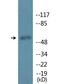 Melanocyte Inducing Transcription Factor antibody, LS-C291615, Lifespan Biosciences, Western Blot image 