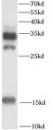 A-FABP antibody, FNab10462, FineTest, Western Blot image 
