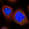 Chromosome 12 Open Reading Frame 4 antibody, HPA037871, Atlas Antibodies, Immunocytochemistry image 