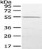 UDP-Glucose Pyrophosphorylase 2 antibody, TA350571, Origene, Western Blot image 