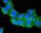 Caveolin-2 antibody, NBP2-67423, Novus Biologicals, Immunocytochemistry image 