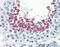Klotho Beta antibody, 26-776, ProSci, Immunohistochemistry frozen image 