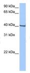 Homeobox protein GBX-1 antibody, NBP1-91420, Novus Biologicals, Western Blot image 