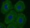 Torsin 1A Interacting Protein 2 antibody, FNab08872, FineTest, Immunofluorescence image 