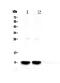 Secretoglobin Family 1A Member 1 antibody, PA5-79957, Invitrogen Antibodies, Western Blot image 
