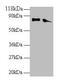 Endoplasmic reticulum resident protein 29 antibody, CSB-PA05344A0Rb, Cusabio, Western Blot image 