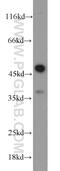 Caspase 1 antibody, 22915-1-AP, Proteintech Group, Western Blot image 