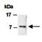 C-C Motif Chemokine Ligand 7 antibody, orb66827, Biorbyt, Western Blot image 