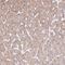 Endoplasmic reticulum aminopeptidase 2 antibody, PA5-56955, Invitrogen Antibodies, Immunohistochemistry frozen image 
