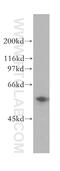 Ectonucleotide Pyrophosphatase/Phosphodiesterase Family Member 5 antibody, 12778-1-AP, Proteintech Group, Western Blot image 